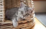 Photos-cat-sleep-in-a-basket-walls